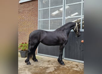 Frisones, Yegua, 9 años, 163 cm, Negro