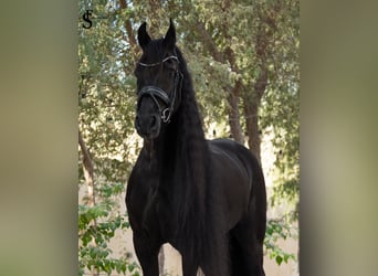 Frisones, Yegua, 9 años, 164 cm, Negro