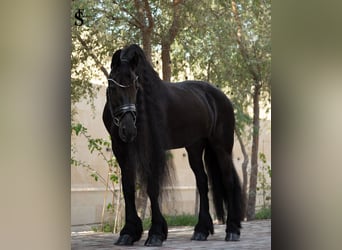 Frisones, Yegua, 9 años, 164 cm, Negro