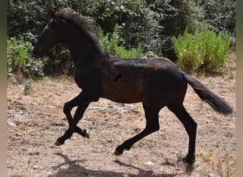 Frisones Mestizo, Yegua, Potro (02/2023), 160 cm, Negro
