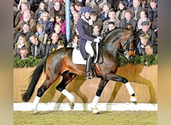 Oldenburg, Stallion, 22 years, 17 hh, Bay-Dark