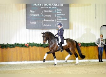 Oldenburg, Stallion, 22 years, 17 hh, Bay-Dark