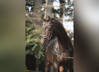 Hannoveriano, Semental, 11 años, 174 cm, Castaño oscuro