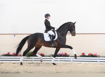 Hannoveriano, Semental, 11 años, 174 cm, Castaño oscuro