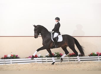 Hannoveriano, Semental, 11 años, 174 cm, Castaño oscuro