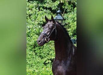 Oldenburg, Stallion, 9 years, 16.2 hh, Smoky-Black