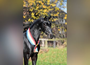 Oldenburger, Hengst, 8 Jahre, 171 cm, Schwarzbrauner