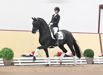 Oldenburger, Hengst, 7 Jaar, 171 cm, Zwartbruin