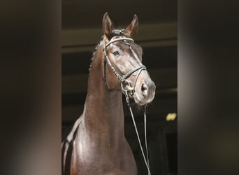 Oldenburg, Stallion, 15 years, 17 hh, Bay-Dark