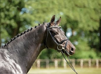 Oldenburger, Hengst, 19 Jahre, 172 cm, Schwarzbrauner