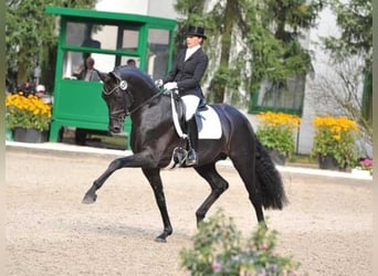 Oldenburger, Hengst, 19 Jahre, 172 cm, Schwarzbrauner