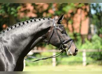 Oldenburger, Hengst, 19 Jahre, 172 cm, Schwarzbrauner