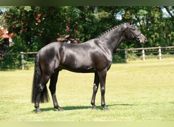 Oldenburger, Hengst, 18 Jaar, 172 cm, Zwartbruin