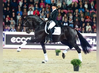 Oldenburger, Hengst, 18 Jaar, 172 cm, Zwartbruin