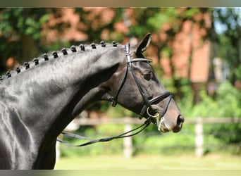 Oldenburger, Hengst, 18 Jaar, 172 cm, Zwartbruin