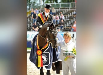 Oldenburger, Hengst, 20 Jaar, 172 cm, Zwartbruin