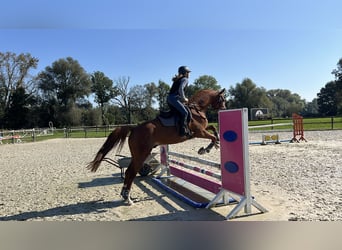 Furioso, Caballo castrado, 10 años, 166 cm, Alazán