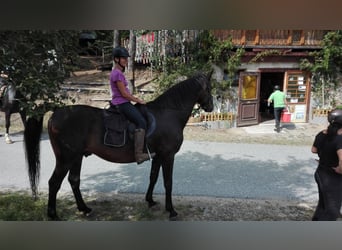 Furioso, Caballo castrado, 17 años, 170 cm, Castaño