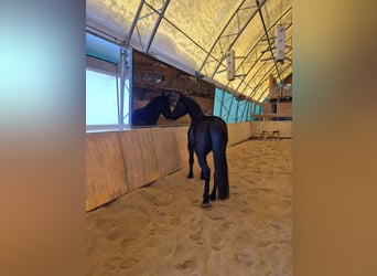 Furioso, Caballo castrado, 5 años, 174 cm, Castaño oscuro