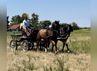 Furioso, Caballo castrado, 7 años, 163 cm, Castaño