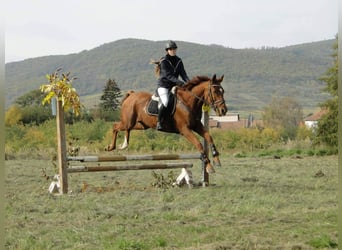 Furioso, Castrone, 17 Anni, 165 cm, Sauro