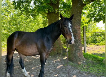 Furioso, Castrone, 5 Anni, Baio scuro