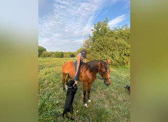 Furioso Mix, Castrone, 9 Anni, 150 cm, Baio ciliegia