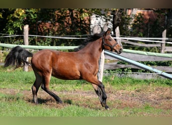 Furioso Croisé, Étalon, 1 Année, 128 cm, Bai cerise