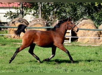 Furioso Croisé, Étalon, 1 Année, 128 cm, Bai cerise