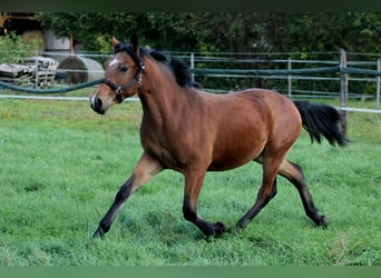 Furioso Croisé, Étalon, 1 Année, 128 cm, Bai cerise