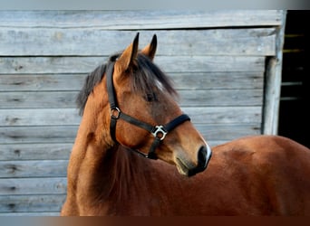 Furioso Croisé, Étalon, 2 Ans, 128 cm, Bai cerise