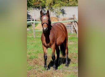 Furioso Croisé, Étalon, 2 Ans, 128 cm, Bai cerise