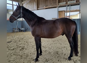 Furioso, Wallach, 10 Jahre, 16 hh, Dunkelbrauner