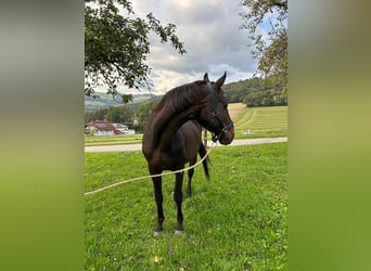 Furioso, Gelding, 18 years, 16.3 hh, Brown