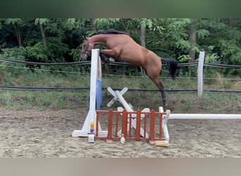 Furioso Mix, Gelding, 2 years, 15 hh, Bay