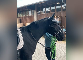 Furioso, Gelding, 6 years, 17 hh, Black