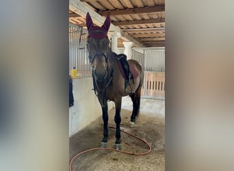 Furioso, Gelding, 7 years, 16.1 hh, Brown