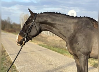 Furioso, Gelding, 7 years, 16,2 hh
