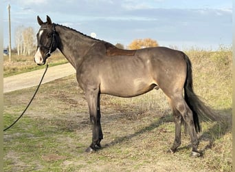 Furioso, Gelding, 7 years, 16,2 hh