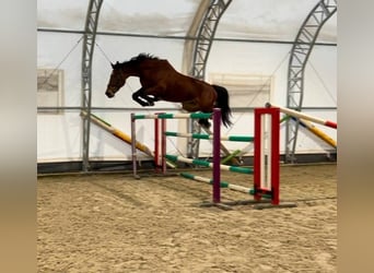 Furioso, Gelding, 9 years