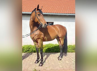 Furioso, Giumenta, 9 Anni, 168 cm, Baio ciliegia