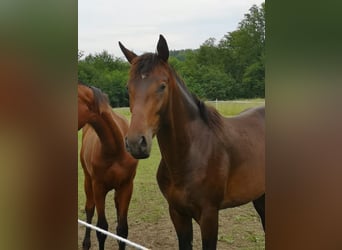 Furioso, Hengst, 2 Jaar, 170 cm, Brauner