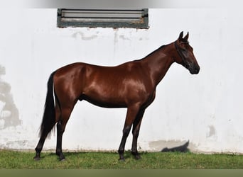 Furioso Croisé, Hongre, 2 Ans, 153 cm, Bai cerise