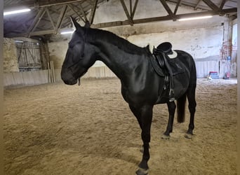Furioso, Hongre, 4 Ans, 170 cm, Noir