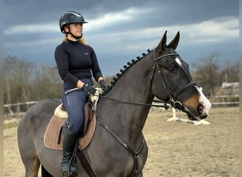 Furioso, Hongre, 7 Ans, 171 cm