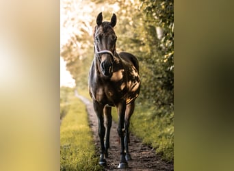 Furioso, Jument, 11 Ans, 156 cm, Bai