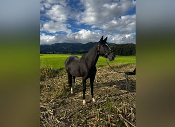 Furioso, Jument, 11 Ans, 160 cm, Noir