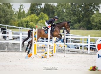 Furioso, Jument, 9 Ans, 167 cm, Bai brun