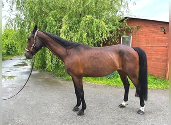 Furioso, Klacz, 16 lat, Gniada