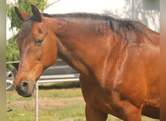 Furioso, Klacz, 21 lat, 167 cm, Gniada